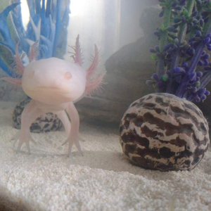 Pinky June 2013