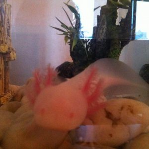 Baby Fred