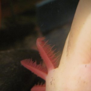 alabasters gills