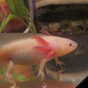 alabasters gills2