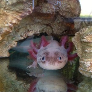 Gozalez playing hide and seek.