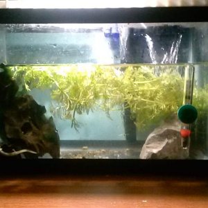 5 gal