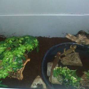 These guys love their new watering hole...an oil pan!