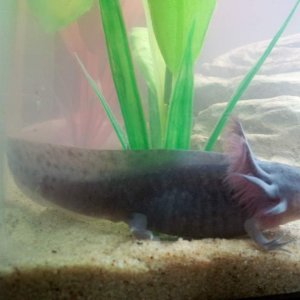 Mudkip now 5 inches