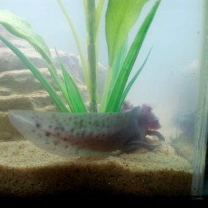 Mudkip's beautiful spotted tail