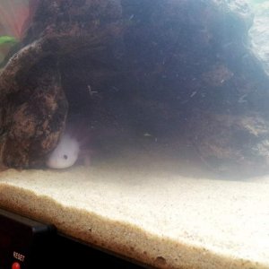 Espeon being shy