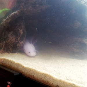 Espeon has claimed her cave