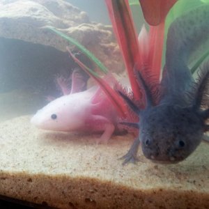 first day living together and they are doing so well
