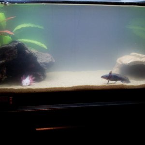 Still a bit cloudy but they love it.
20 gallon long with sand