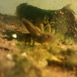 I.a.apuanus larva!
