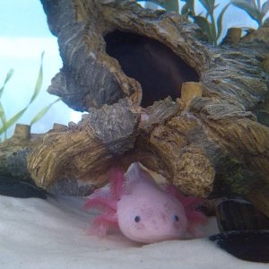 Ajax in his favorite spot! :D