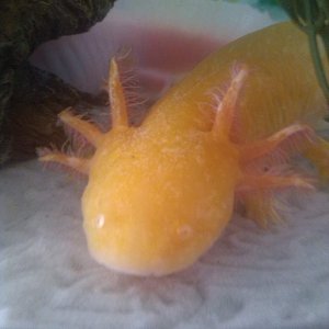 My golden girl :)