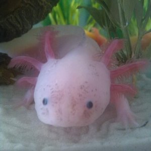 My pretty boy Ajax. He's so damn handsome I love him to bits!! <3