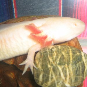 blanco