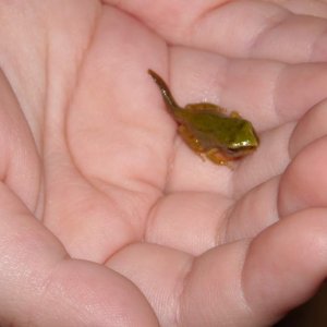 Froglet