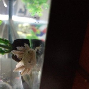 Dimitri has an extra gill