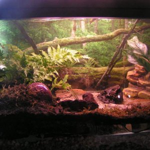 Aedan's enclosure