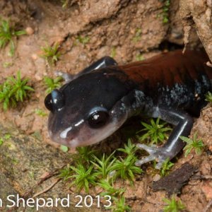 Plethodon yonahlossee