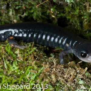 Plethodon amplus