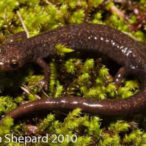 Plethodon nettingi