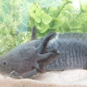 Axolotl Nero
Gill Slime?