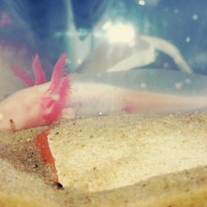 Axel when he first settled into his new tank.
