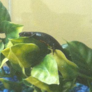Newton Exploring her new tank.