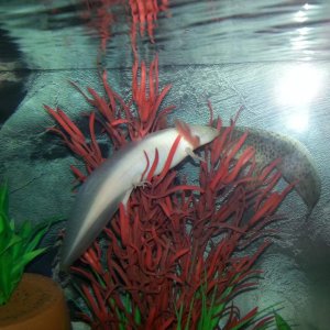 An axie meeting?
