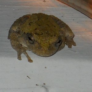 When I had rope lights decorating my porch this guy would hang out on or near it, keeping warm and catching bugs. He stayed on my porch for at least t
