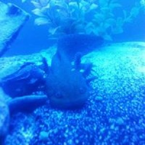 Leviathan
