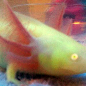 GFP White Albino