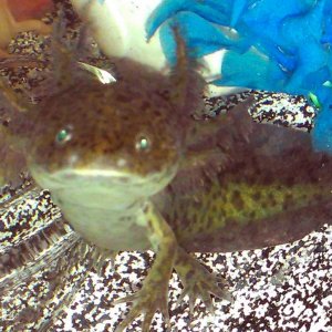GFP Wild Type