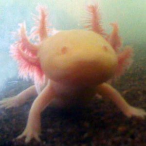 Golden Albino