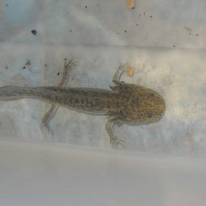 The gills are way less feathery than the first axolotl I purchased. Hoping they grow out....