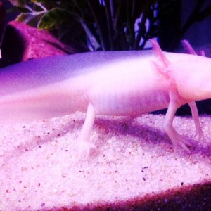 Leucistic 
July 29th 2013