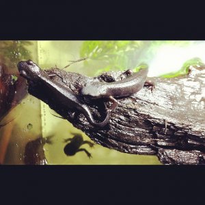 My first 3 newts