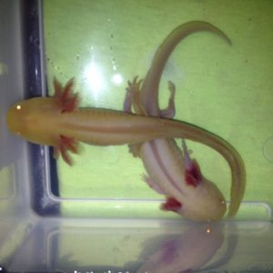 Golden albinos