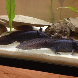 My adults axies