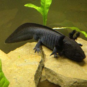 My breeder male