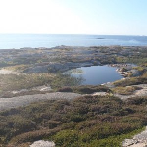 ponds by the sea

triturus cristatus and vulgaris. Rana arvalis and temporaria.
Bufo bufo and calamita.