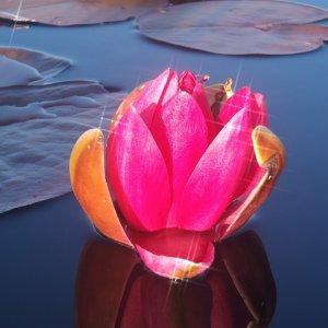 water lily sparkling