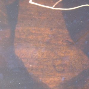 Triturus cristatus larvae