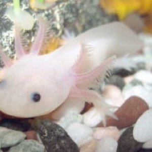 cute axie I found on the internet^^