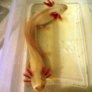 Siamese Lotls :)