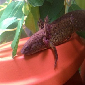 Lovely colouring - wildtype (from a WTxAlbino) with iridophores.