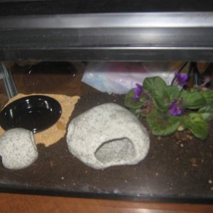 McChillin's tank