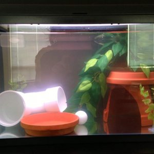 10-gallon tank set up: 4" diameter 90 degree PVC pipe, 8" diameter terra cotta pot, two 6" diameter terra cotta saucers, a ping pong ball, two small p