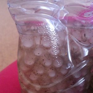 cloudy eggs...