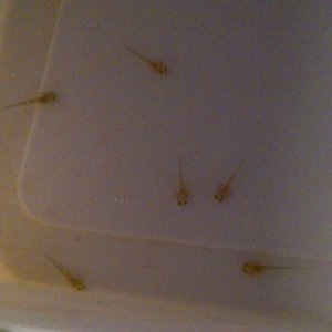 More hatchers, their little orange bellies are so cute:D Probably from eating all that brineshrimp:P