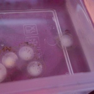 Close up of the five of the cloudy eggs